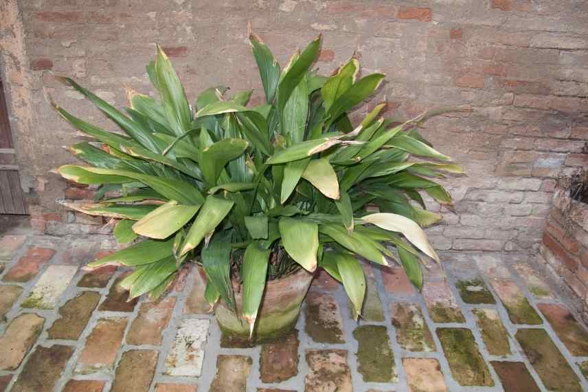 aspidistra plantation pot