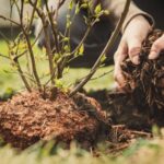 Comment planter un myrtillier ?