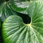 Farfugium : comment le protéger du froid et l’hiverner ?