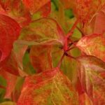 9 plantes incontournables pour animer le jardin en automne