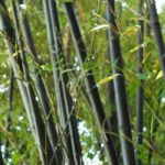 Comment stopper une plante envahissante ?