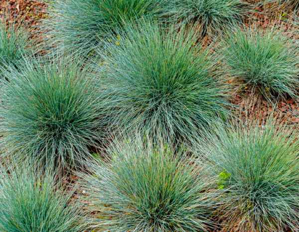 Quand et comment tailler une fétuque ?