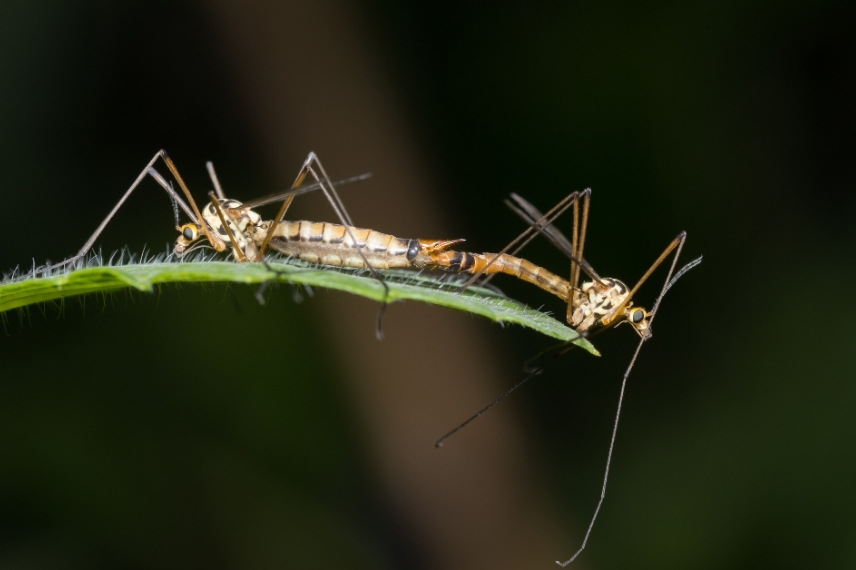 tipule cousin accouplement