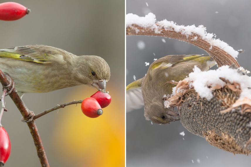 verdiers d'europe alimentation