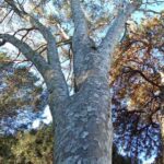 J'ai visité l'arboretum d'Angers