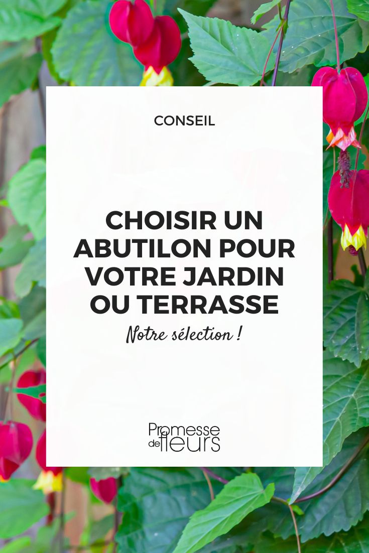 choisir un abutilon