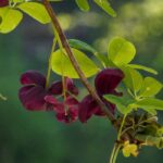 Maladies et parasites de l'Akebia