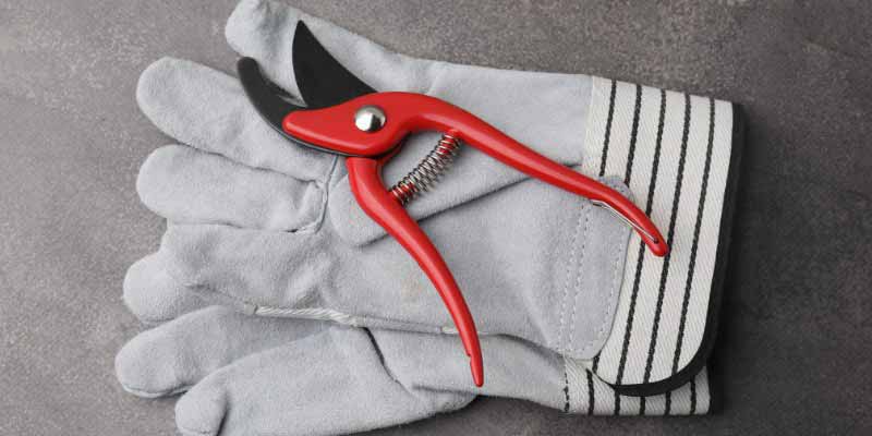 Matériel nécessaire pour tailler l'Aristoloche