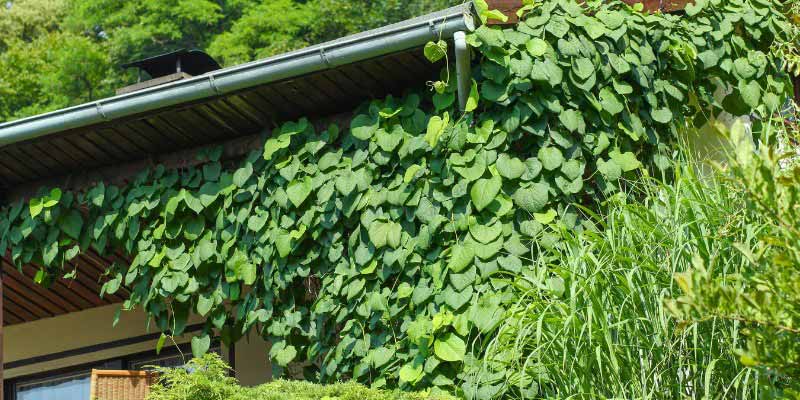 Comment tailler l'Aristoloche