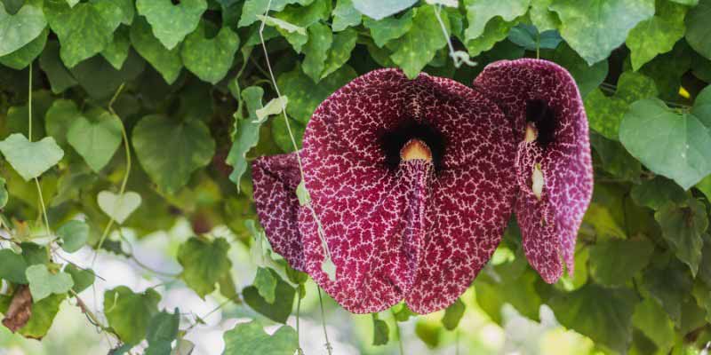 La floraison de l'Aristoloche