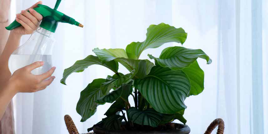 Entretien du Calathea : brumisation