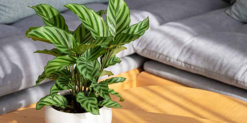 Ou placer un Calathea en interieur