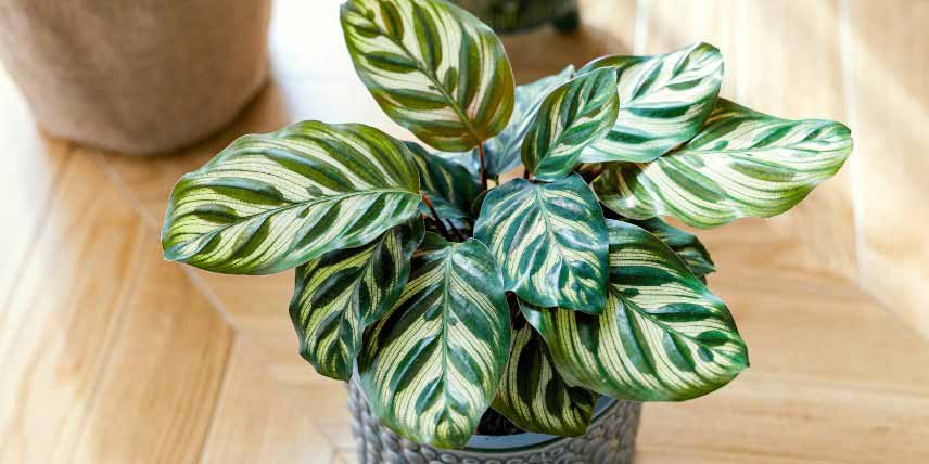 Le feuillage zébré du Calathea makoyana