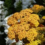 Comment diviser une Achillée ?