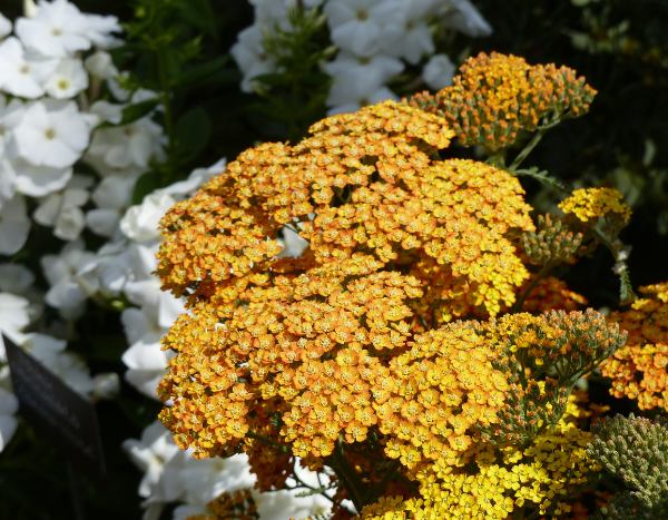 Comment diviser une Achillée ?