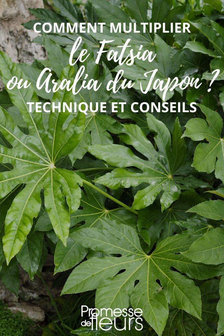 fatsia et aralia, méthodes de multiplication