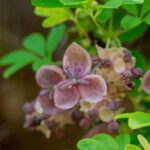 Comment cultiver un Akebia en pot ?