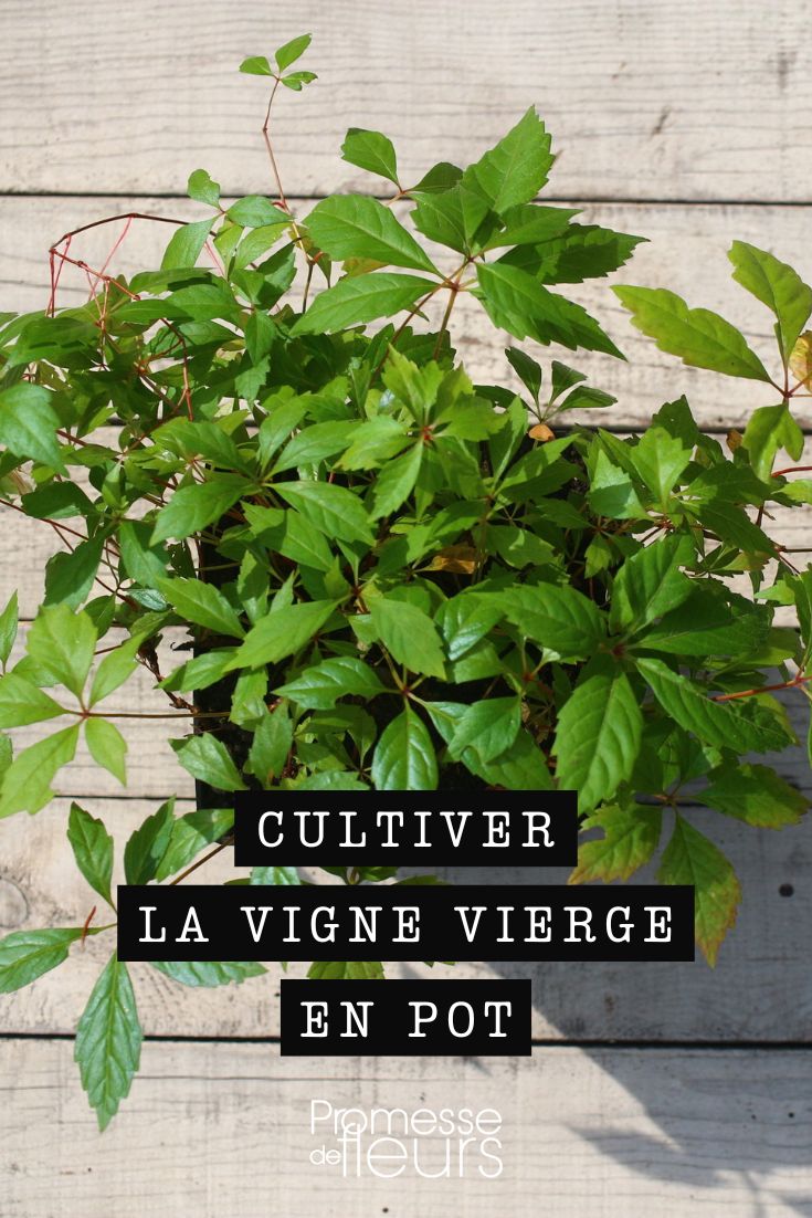 conseils pour la vigne vierge en pot