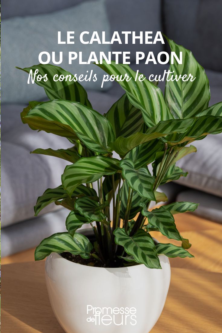cultiver la plante paon