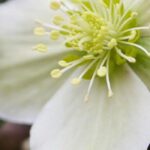 Les hellébores à fleurs blanches : parfaits pour l’hiver !