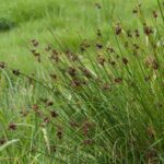 Juncus - Jonc : plantation et entretien