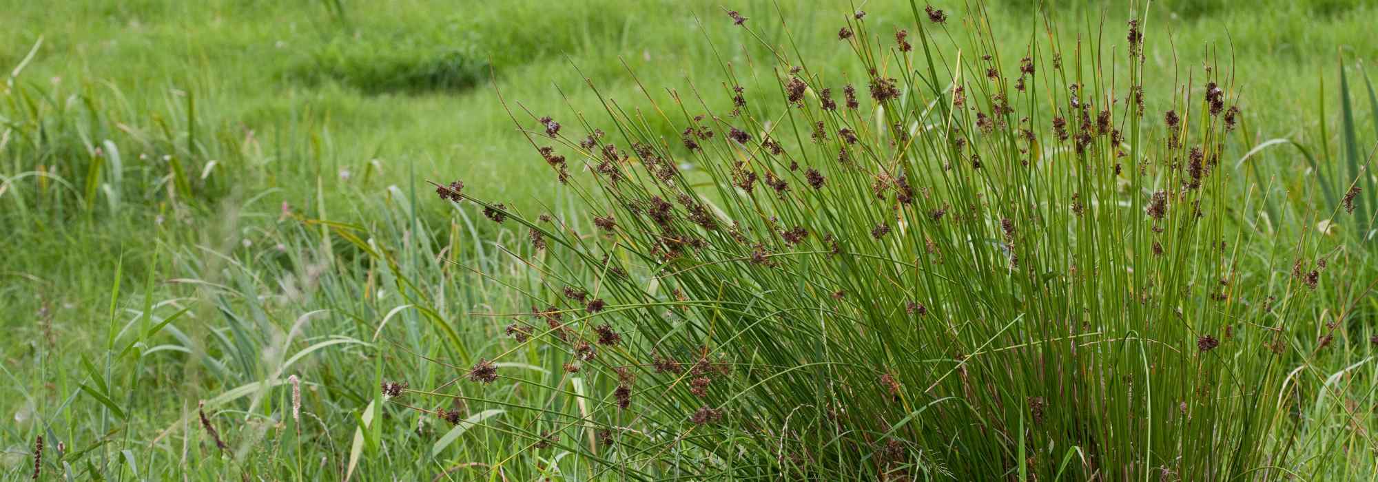 Juncus - Jonc : plantation et entretien