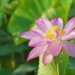 Lotus, Nelumbo : comment le protéger du froid et l'hiverner ?