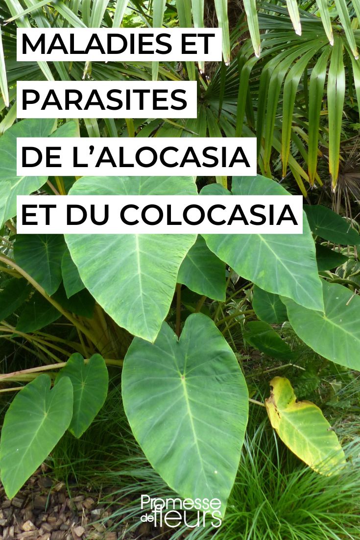 soigner le colocasia et l'alocasia