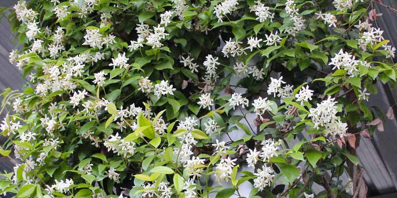 Comment palisser le Trachelospermum jasminoides
