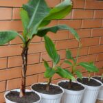 Diviser le bananier : comment séparer les rejets ?