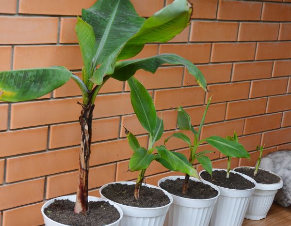 Diviser le bananier : comment séparer les rejets ?