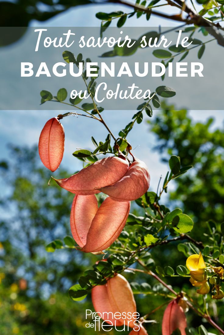 tout savoir sur le baguenaudier