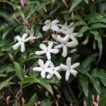 Comment tailler le jasmin ?