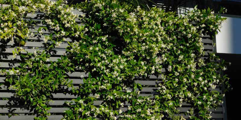 Comment palisser le Jasmin étoilé ou Trachelospermum jasminoides