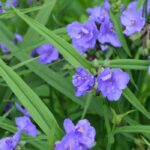 5 tradescantia ou misères à fleurs bleues ou mauves