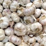 Comment multiplier l'ail ?