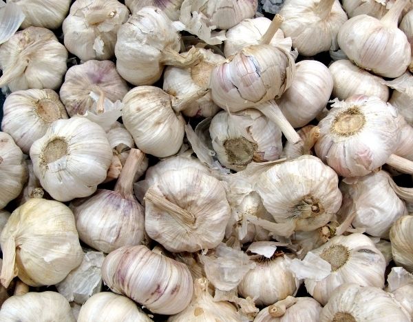 Comment multiplier l'ail ?