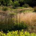 Comment aménager un jardin naturaliste ?