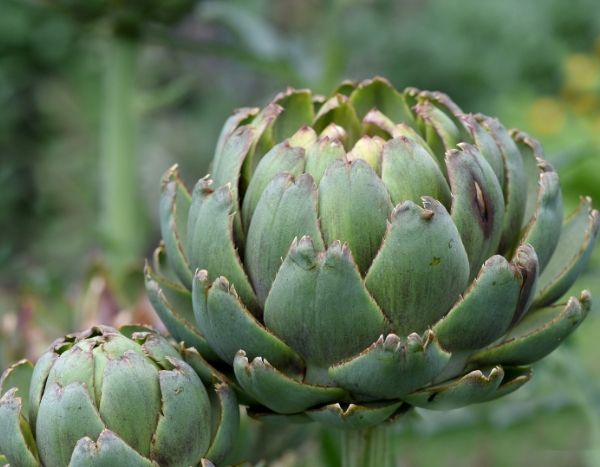 Comment semer l'artichaut ?