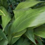 Maladies et parasites de l'Aspidistra : identification et traitement