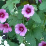 Anisodontea ou Mauve du Cap : des idées d’association pour différents styles de jardin