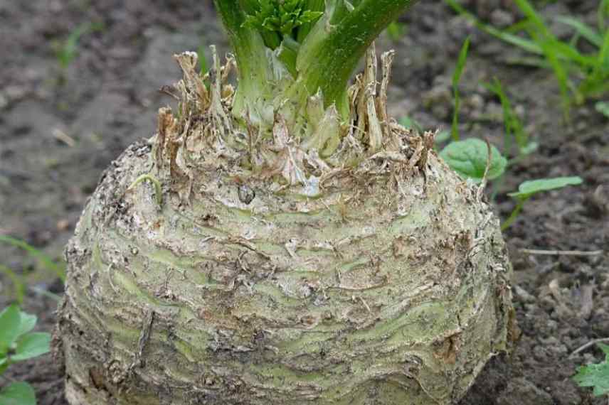 céleri quelle variété choisir ? 