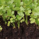 Comment semer le céleri ?