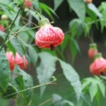 Comment tailler un abutilon ?