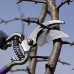 Comment tailler les poiriers ?