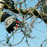 Comment tailler un pommier ?