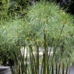 Comment diviser un papyrus ou Cyperus ?