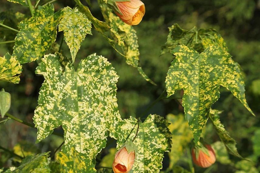 feuillage panaché de jaune d'abutilon virus de la mosaique 