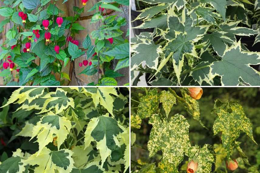 differents feuillages abutilon