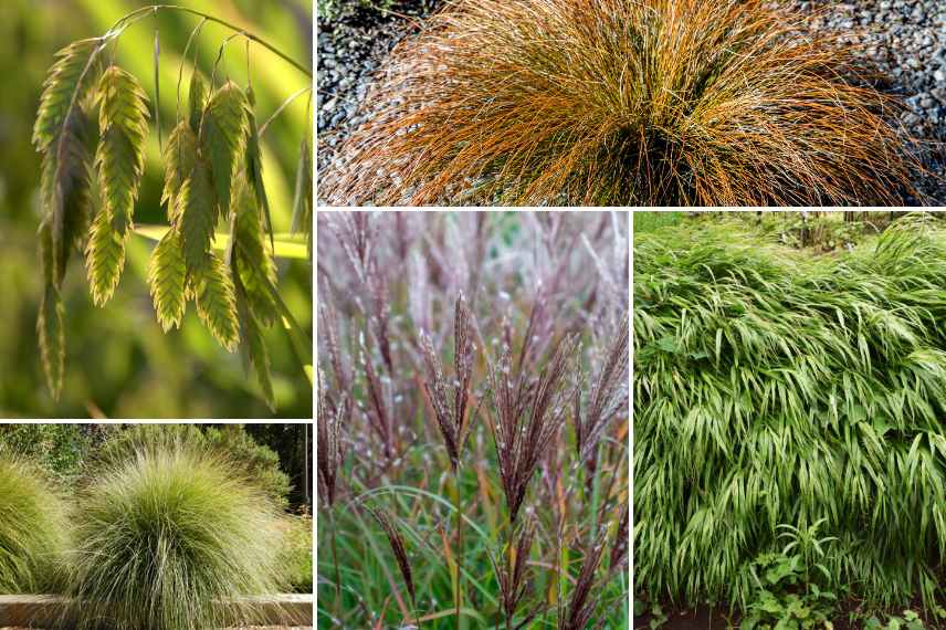 amenagement jardin contemporain quelles plantes